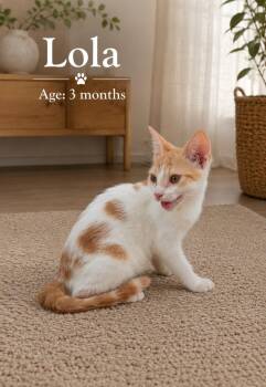 Lola Gee -  Domestic Medium Hair and Turkish Van Cat for Adoption in Brampton, Ontario - Lola Gee | PetCurious