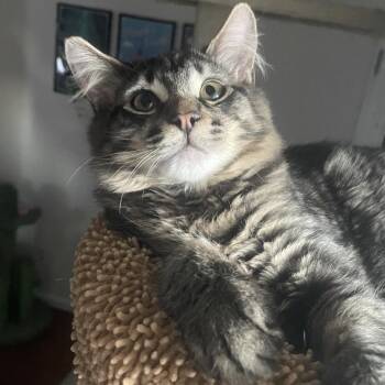 Domestic Long Hair Cats Available for Adoption - Stan | PetCurious