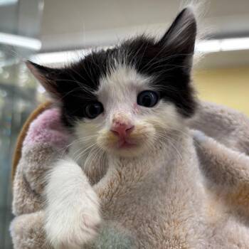 Pretzel -  Domestic Short Hair Cat for Adoption in West Palm Beach, Florida - Pretzel | PetCurious
