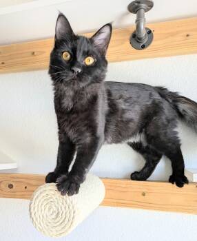 Domestic Medium Hair Cats Available for Adoption - Ira | PetCurious