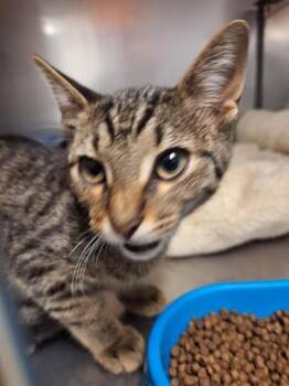 CARLY -  Domestic Short Hair Cat for Adoption in Killeen, Texas - CARLY | PetCurious