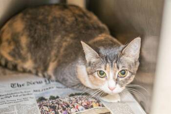 Domestic Short Hair Cats Available for Adoption - ZOE | PetCurious