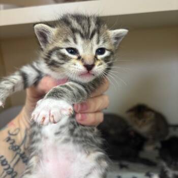 Pedro -  Siamese Cat for Adoption in Hinesville, Georgia - Pedro | PetCurious