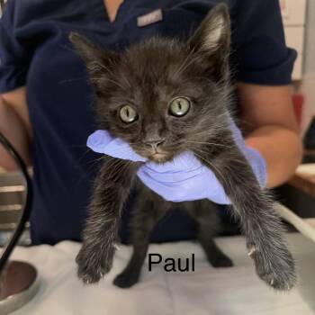 Paul -  Domestic Short Hair Cat for Adoption in Scituate, Massachusetts - Paul | PetCurious