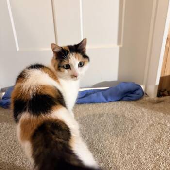 Sweet Pea -  Calico Cat for Adoption in Blaine, Minnesota - Sweet Pea | PetCurious
