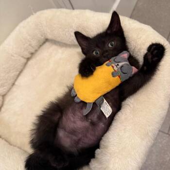 Zamora -  Domestic Short Hair Cat for Adoption in Westminster, California - Zamora | PetCurious
