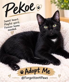 Pekoe -  Domestic Short Hair Cat for Adoption in Pickerington, Ohio - Pekoe | PetCurious