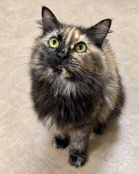 Briar -  Domestic Long Hair Cat for Adoption in Cochran, Georgia - Briar | PetCurious