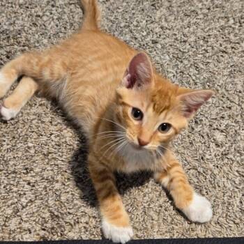 Rescue Domestic Short Hair Cats for Adoption in Fort Worth, Texas - Spike | PetCurious