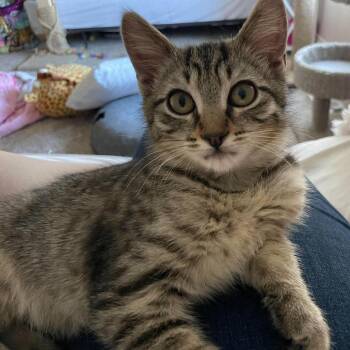 George Bingham -  Domestic Short Hair Cat for Adoption in Eagle Mountain, Utah - George Bingham | PetCurious