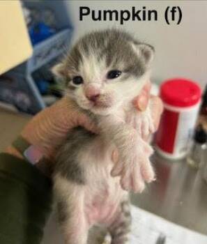 Pumpkin -  Domestic Short Hair Cat for Adoption in Saugerties, New York - Pumpkin | PetCurious