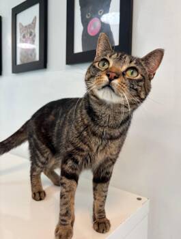 Rescue Domestic Short Hair Cats for Adoption in Chicago, Illinois - Renesmee | PetCurious