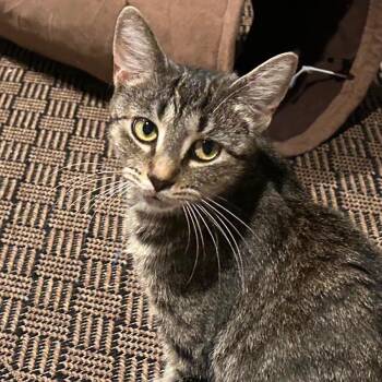 Ivy 1025 AVO -  Domestic Short Hair Cat for Adoption - Ivy 1025 AVO | PetCurious