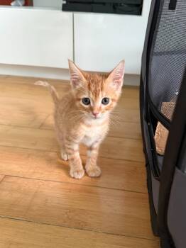Domestic Short Hair Cats Available for Adoption in Boca Raton, Florida - Mr. Banana Bread | PetCurious
