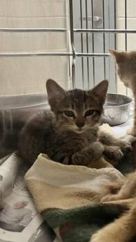 Sally -  Domestic Short Hair Cat for Adoption in Wichita, Kansas - Sally | PetCurious