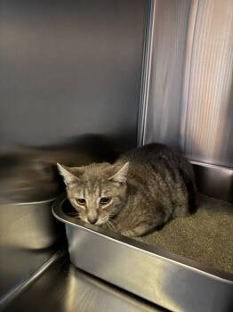 Annie -  Domestic Short Hair Cat Available for Adoption in St. George, Utah - Annie | PetCurious