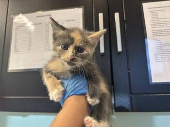 ELPHABA -  Domestic Short Hair Cat for Adoption in Grand Prairie, Texas - ELPHABA | PetCurious