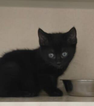 Domestic Short Hair Cats Available for Adoption in New Rochelle, New York - Paisley | PetCurious