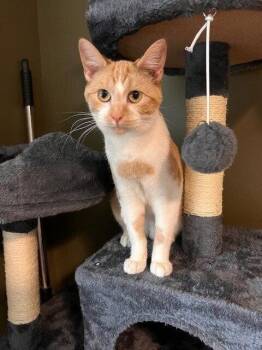 Coral -  Domestic Short Hair Cat for Adoption in St. Peters, Missouri - Coral | PetCurious