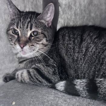 Rescue Domestic Short Hair Cats for Adoption in Long Beach, California - Nala | PetCurious