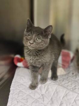 Moonbeam -  Domestic Short Hair Cat for Adoption in Disputanta, Virginia - Moonbeam | PetCurious