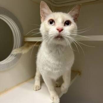 Laney -  Domestic Short Hair Cat for Adoption in Bellingham, Washington - Laney | PetCurious