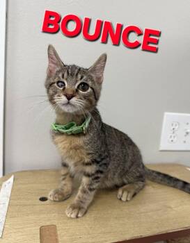 Bounce -  Domestic Short Hair Cat for Adoption in Rome, Georgia - Bounce | PetCurious