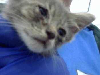 Rescue Domestic Short Hair Cats for Adoption in Dallas, Texas - CAROL | PetCurious