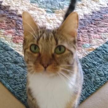 Jelly -  Domestic Short Hair Cat for Adoption in Las Vegas, Nevada - Jelly | PetCurious