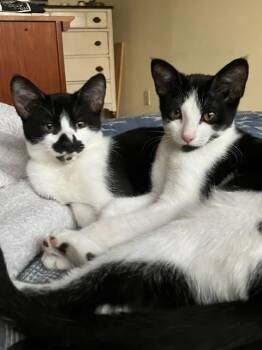 Rescue Domestic Short Hair Cats for Adoption in Los Angeles, California - Braeburn Apple & Anjou Pear | PetCurious