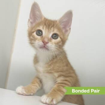 Todd ( bonded with Twix) -  Domestic Short Hair Cat for Adoption in Reisterstown, Maryland - Todd ( Bonded With Twix) | PetCurious