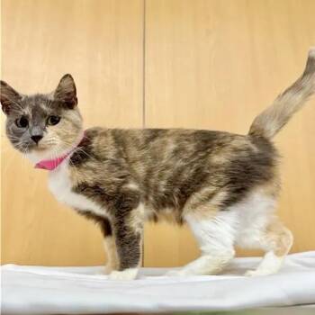 Sissy -  Domestic Medium Hair Cat for Adoption in Brentwood, Missouri - Sissy | PetCurious