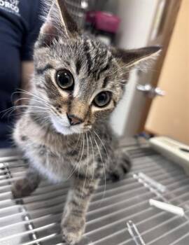 GERRY -  Domestic Short Hair Cat for Adoption in Norco, California - GERRY | PetCurious