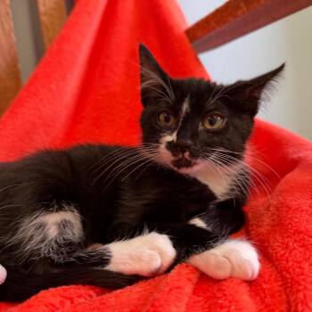 Domestic Short Hair Cats Available for Adoption in Middlebury, Vermont - Arbie | PetCurious