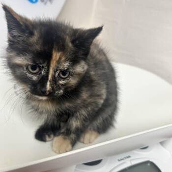 Bonita -  Domestic Short Hair Cat for Adoption in Uniontown, Pennsylvania - Bonita | PetCurious