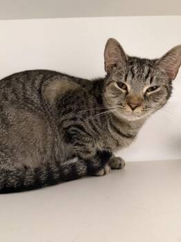 Domestic Short Hair Cats Available for Adoption in Savannah, Georgia - Mew | PetCurious
