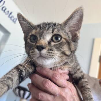 Rescue Domestic Short Hair Cats for Adoption in South Haven, Michigan - Scrambled | PetCurious