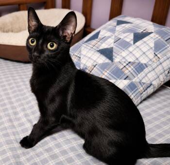 Marge -  Domestic Short Hair Cat for Adoption - Marge | PetCurious