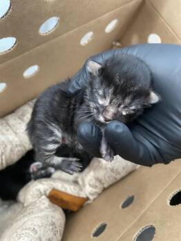 AMELIA -  Domestic Short Hair Cat for Adoption in Dallas, Texas - AMELIA | PetCurious