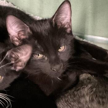 Egg Cream (Md 1) -  Domestic Short Hair Cat for Adoption in Colorado Springs, Colorado - Egg Cream (Md 1) | PetCurious