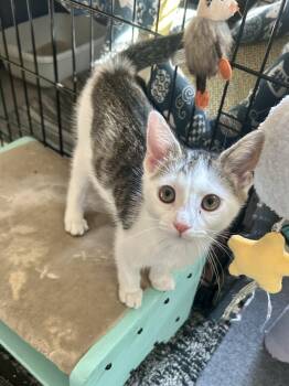 Angie -  Domestic Short Hair Cat for Adoption in Warrington, Pennsylvania - Angie | PetCurious