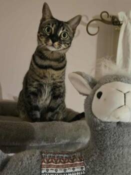 Rescue Bengal Cats for Adoption in Montreal, Quebec - Lolita | PetCurious