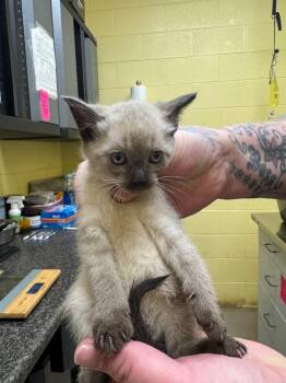Domestic Short Hair Cats Available for Adoption in Crossville, Tennessee - Flow | PetCurious