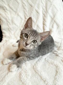 Sterling E. -  Domestic Short Hair and Tabby Cat for Adoption in Frisco, Texas - Sterling E. | PetCurious
