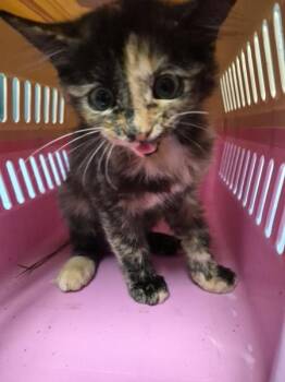 Nf 21 -  Domestic Short Hair Cat for Adoption in Lawrenceville, Georgia - Nf 21 | PetCurious