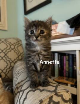 Domestic Medium Hair Cats Available for Adoption - Annette | PetCurious