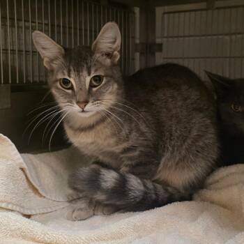Dahlia -  Domestic Short Hair Cat for Adoption in Bristol, Indiana - Dahlia | PetCurious