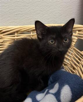 Domestic Short Hair Cats Available for Adoption in Rosenberg, Texas - DAPHNE | PetCurious