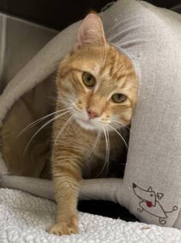 Lucky -  Domestic Short Hair Cat for Adoption in Honolulu, Hawaii - Lucky | PetCurious