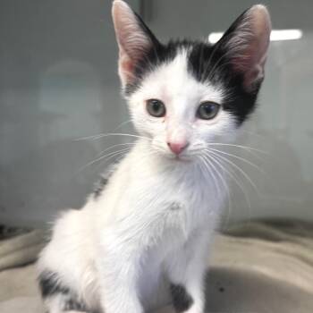 Apricot -  Domestic Short Hair Cat for Adoption in Wheeling, Illinois - Apricot | PetCurious